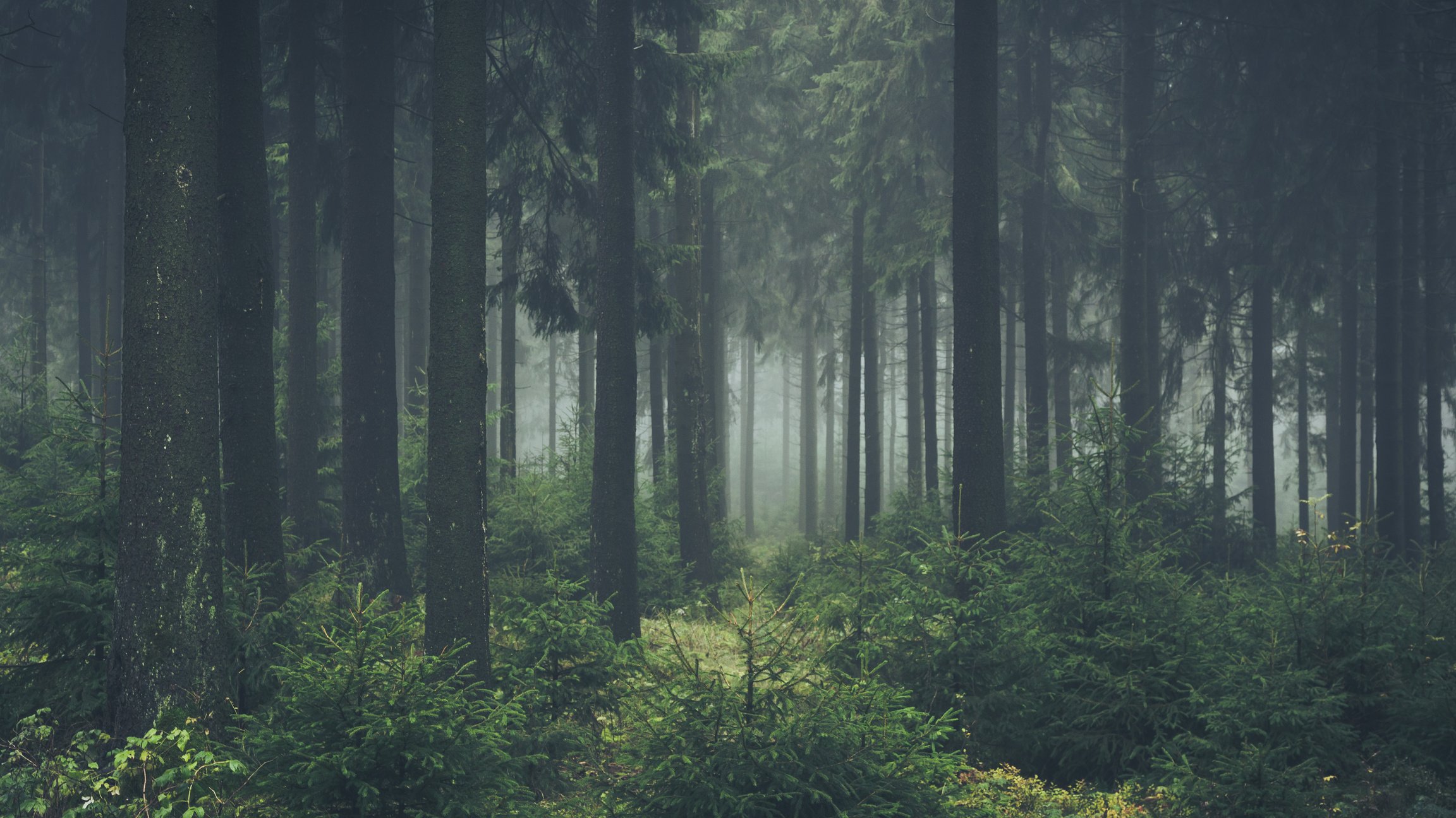 green dark forest